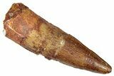 Juvenile Fossil Spinosaurus Tooth - Real Dinosaur Tooth #298375-1